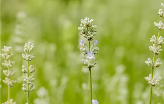 Lavandula angustifolia 'White Summer'