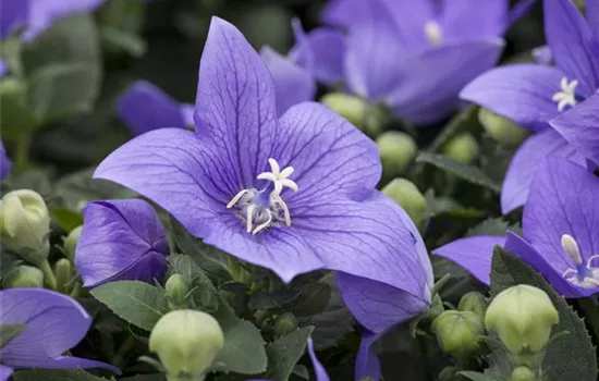 Platycodon grandiflorus Platycodon grandiflorus