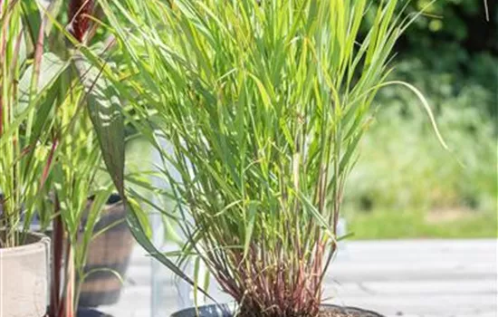 Panicum virgatum 'Rehbraun' Panicum virgatum 'Rehbraun'