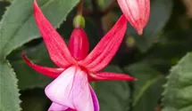Fuchsia x cultorum 'Forget Me Not'
