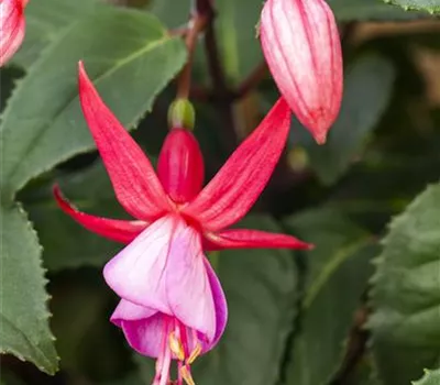 Fuchsie Fuchsie