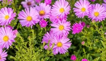 Aster dumosus 'Herbstgruß v.Bresserhof'