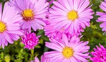 Aster dumosus 'Herbstgruß v.Bresserhof'