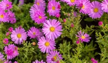 Aster dumosus 'Herbstgruß v.Bresserhof'