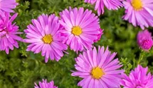 Aster dumosus 'Herbstgruß v.Bresserhof'