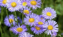 Aster dumosus 'Herbstgruß v.Bresserhof'