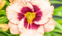 Hemerocallis x cult.'Daring Deception'