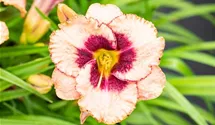 Hemerocallis x cult.'Daring Deception'