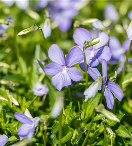 Horn-Veilchen Horn-Veilchen