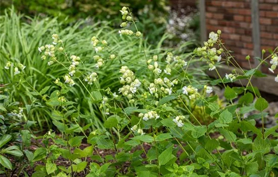 Klippen-Leimkraut Klippen-Leimkraut