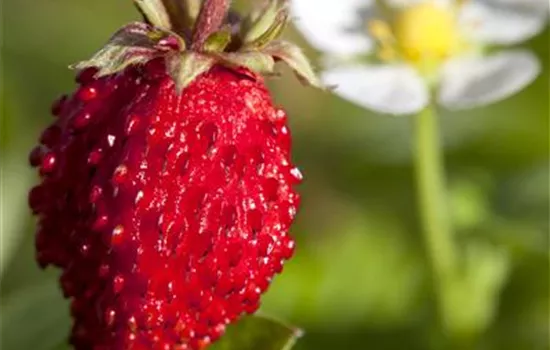 Monats-Erdbeere Monats-Erdbeere