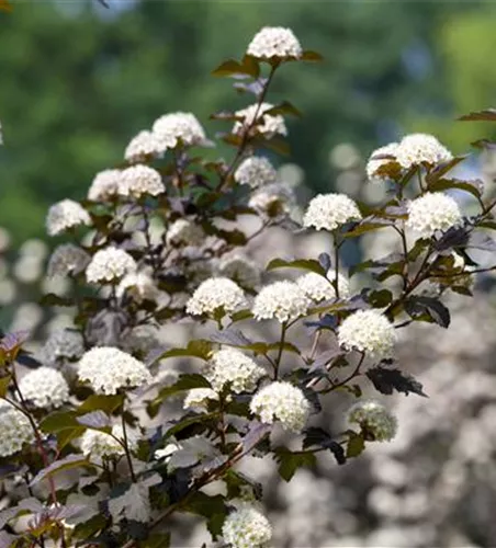 Physocarpus opulifolius 'Diabolo'