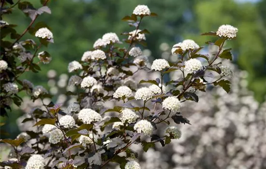 Physocarpus opulifolius 'Diabolo'