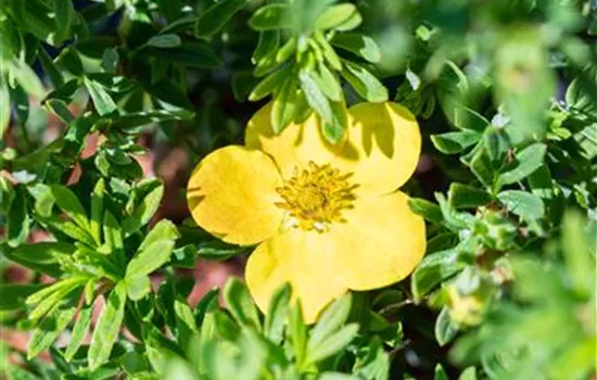 Potentilla fruticosa 'Bella Sol'®