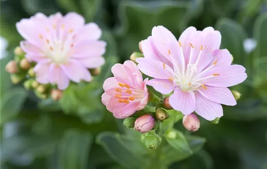 Lewisia cotyledon Lewisia cotyledon