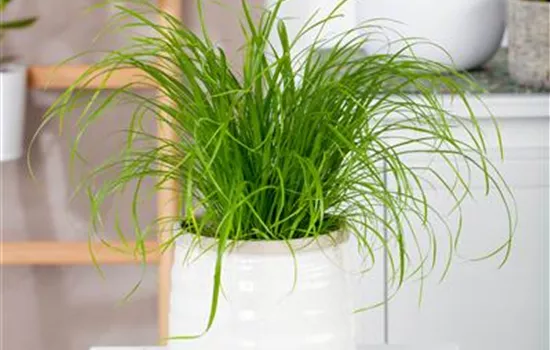 Cyperus zumula