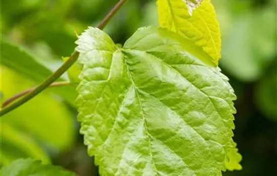 Morus alba 'Fruitless'