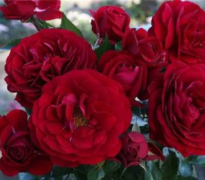 Rosa 'Bordeaux' -R- BT IV