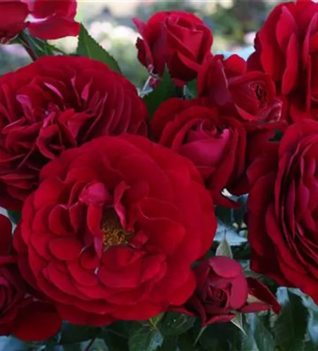 Rosa 'Bordeaux' -R- BT IV