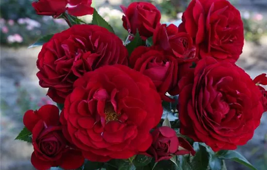 Rosa 'Bordeaux' -R- BT IV