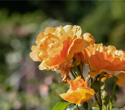 Rosa 'Orange Dawn' -R- KL V