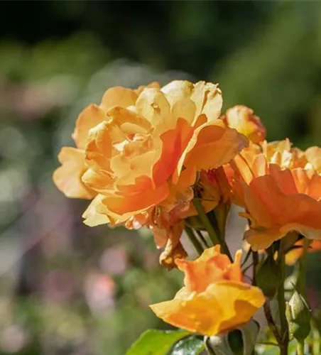 Rosa 'Orange Dawn' -R- KL V