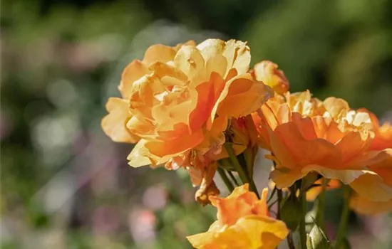 Rosa 'Orange Dawn' -R- KL V