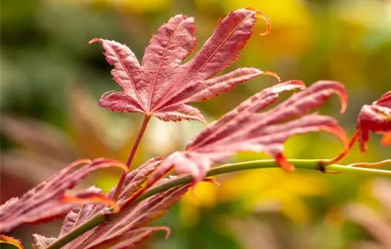 Acer shirasawanum 'Moonrise' Acer shirasawanum 'Moonrise'