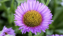 Erigeron x cult.'Strahlenmeer'