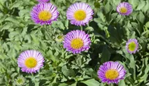 Erigeron x cult.'Strahlenmeer'