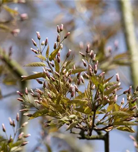 Amelanchier arborea 'Robin Hill'