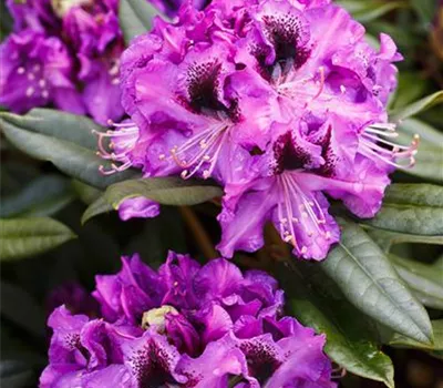 Rhododendron Hybr.'Blaue Jungs' Rhododendron Hybr.'Blaue Jungs'