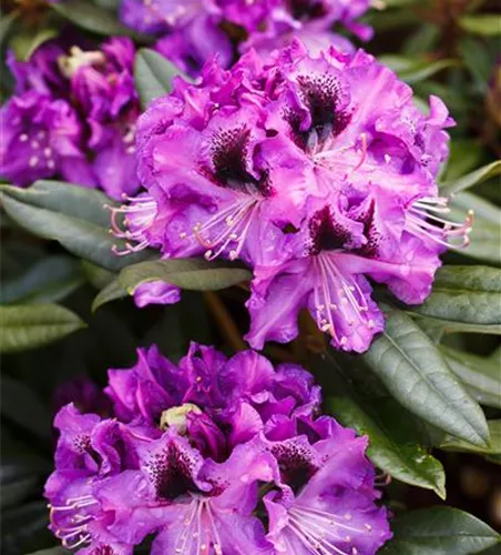 Rhododendron Hybr.'Blaue Jungs'