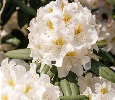 Rhododendron Hybr.'INKARHO-Dufthecke', weiß Rhododendron Hybr.'INKARHO-Dufthecke', weiß