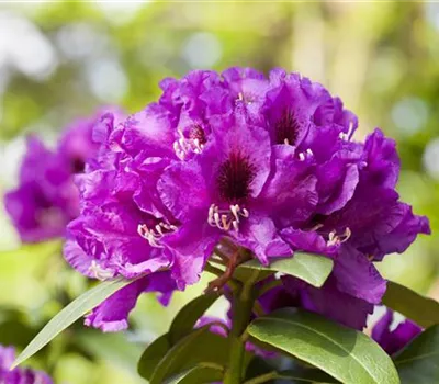 Rhododendron Hybr.'Rasputin' III