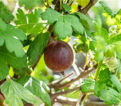 Ribes uva-crispa 'Roko' CAC II Ribes uva-crispa 'Roko' CAC II