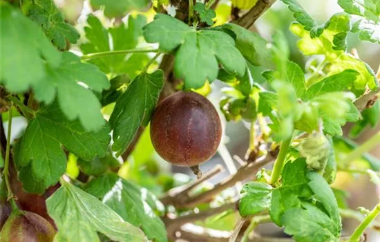 Ribes uva-crispa 'Roko' CAC II Ribes uva-crispa 'Roko' CAC II