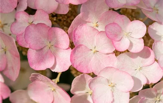 Hydrangea quercifolia 'Snow Queen'