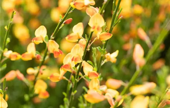 Cytisus scoparius 'Apricot Gem'