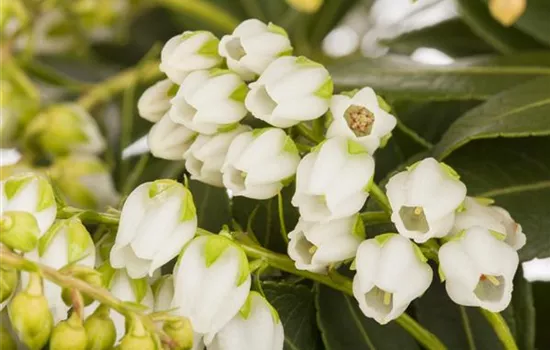 Pieris japonica 'Sarabande'