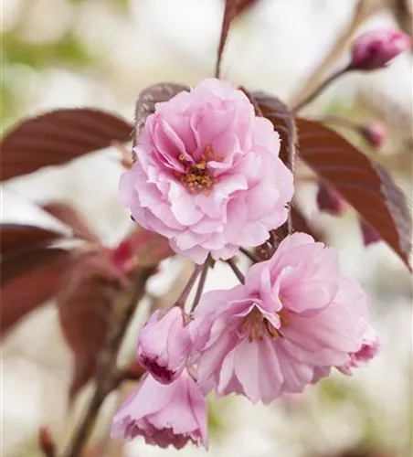 Prunus serrulata 'Royal Burgundy'
