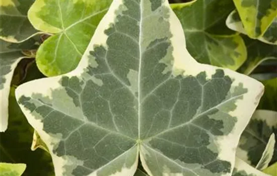 Hedera helix 'Glacier' Hedera helix 'Glacier'