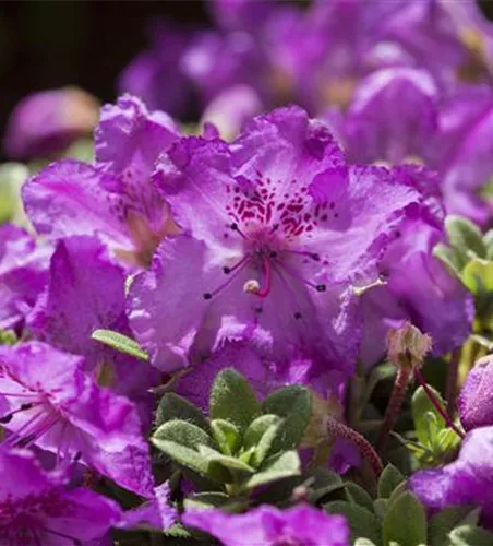 Rhododendron keleticum