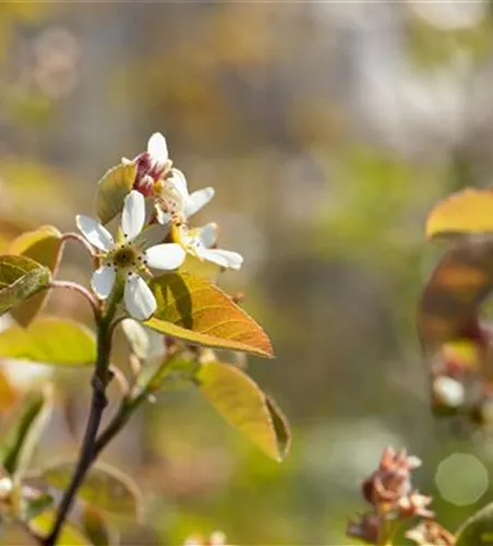 Amelanchier rotundifolia
