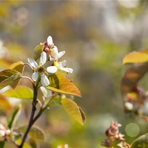 Amelanchier rotundifolia
