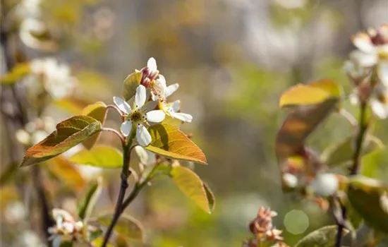 Amelanchier rotundifolia Amelanchier rotundifolia