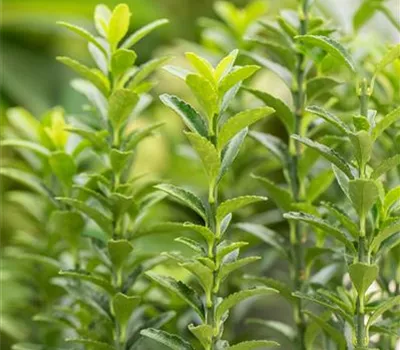 Euonymus japonicus 'Benkomasaki Erecta' Euonymus japonicus 'Benkomasaki Erecta'