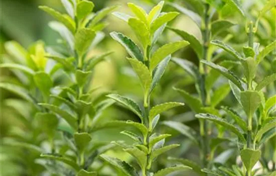 Euonymus japonicus 'Benkomasaki Erecta'