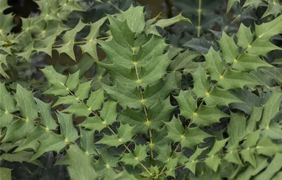 Mahonia media 'Charity'