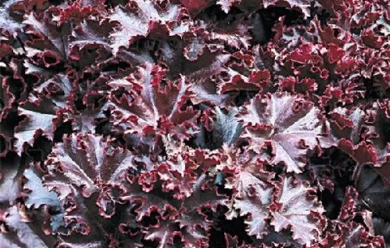 Garten-Silberglöckchen 'Melting Fire' Garten-Silberglöckchen 'Melting Fire'